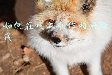 制作相册做相册(今天我们一起来制作一个立体相册)