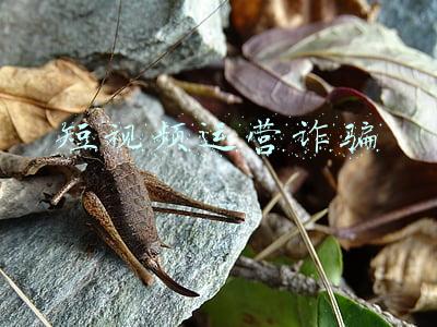 短视频运营诈骗