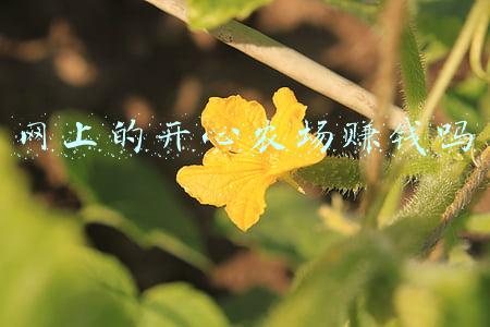 开心农场能赚钱吗(农村打造“开心农场”，把土地租给城里人，解决荒地办法值得借鉴)