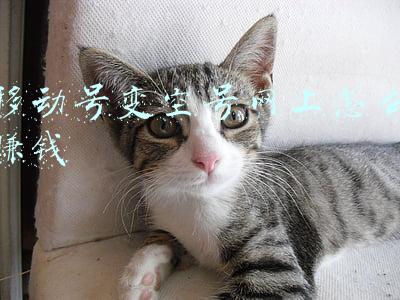 移动空号网上怎么办理(垃圾短信、黑灰产惹祸，被APP屏蔽，虚拟运营商如何求生)