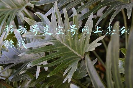 移动号变空号网上怎么赚钱
