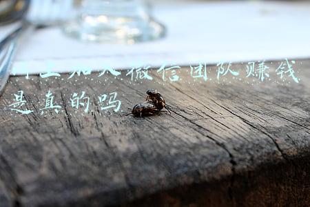 广东中小学团队工作网(设计师解密：把冰墩墩从壳子里拆出来后，还能塞得回去吗)