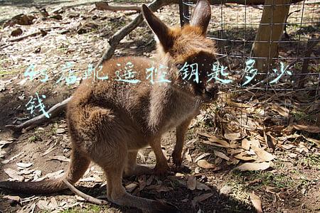 4s店换钥匙电池多少钱；4s店换钥匙电池多少钱 轩逸
