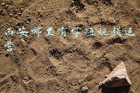 哪里可以学短视频运营(学习短视频剪辑网站有哪些？)