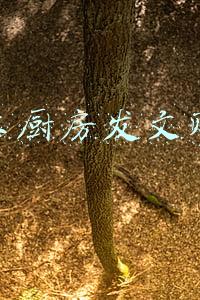 如何在下厨房上赚钱(下厨房吧，普通青年人面对经济下行最好的选择)