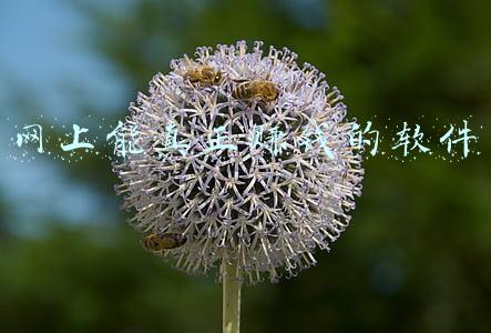 网上能真正赚钱的软件