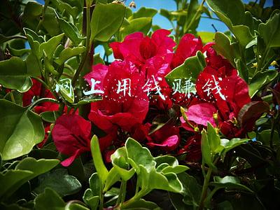 如何用钱赚钱(用钱赚钱才是最好的活法)