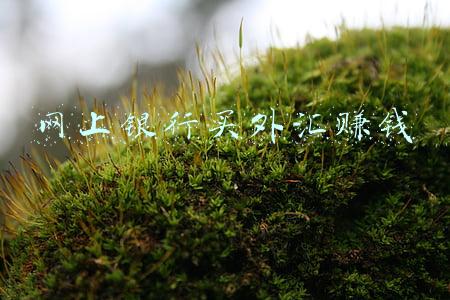 网上银行买外汇赚钱