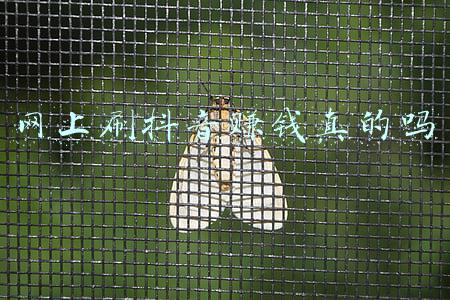 网上刷抖音赚钱真的吗