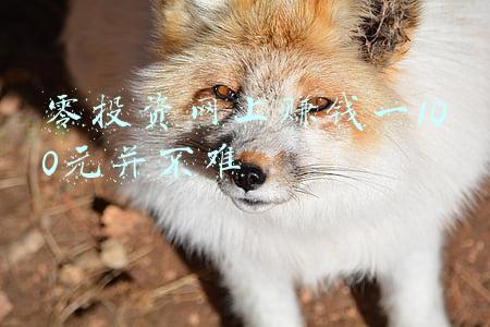 零投资赚钱项目(2022年，通向财务自由的88条创业与投资机会，总有一个适合你)