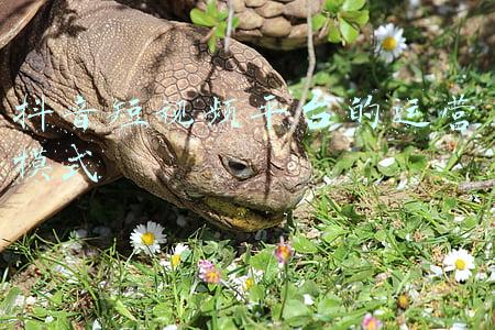 抖音短视频平台的运营模式