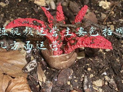 短视频运营主要包括哪几方面运营