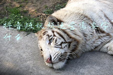 抖音短视频运营培训靠谱吗(抖音培训靠谱吗 怎么上热门赚钱)