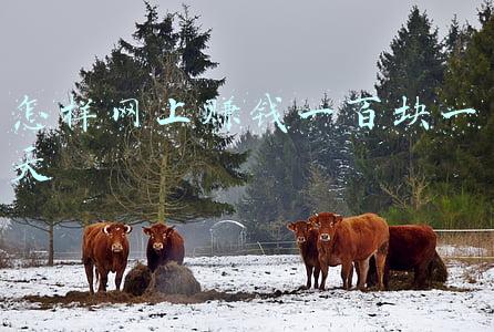 网上怎么一天挣一百块(执行就能日赚100+，闲鱼无脑搬运项目)