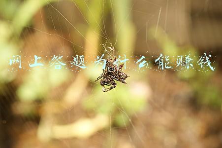 网上答题为什么能赚钱