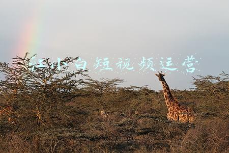 江小白短视频运营