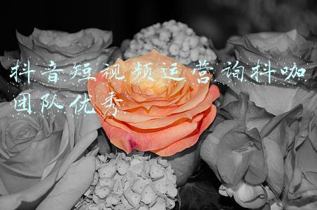 抖音短视频运营询抖咖团队优秀