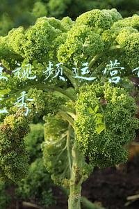 抖音短视频运营询抖咖团队优秀