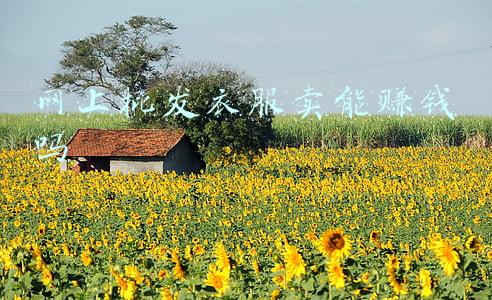 衣服批发网(摆地摊—给大家分享一些拿货网站)