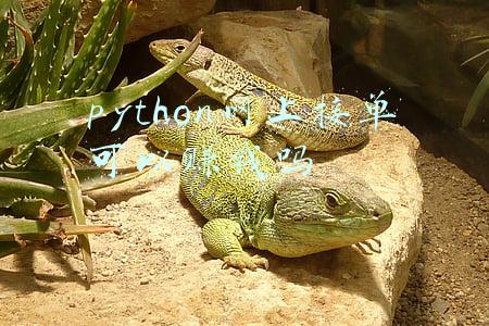 python可以兼职赚钱吗(5个方法，教你用Python赚外快)