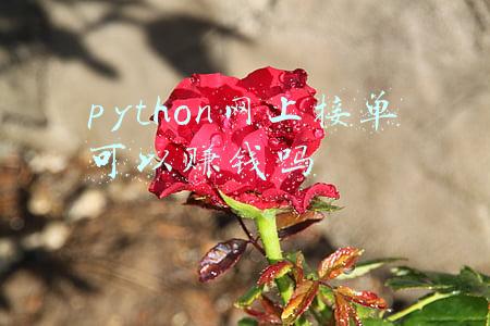 python网课(给一时兴起想要学Python的同学的15条建议)
