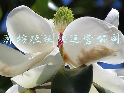 廊坊短视频培训机构(第一批36所！廊坊公布“校外培训机构黑名单”)