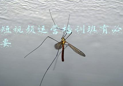 短视频运营培训班有必要