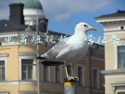 电商短视频运营12条