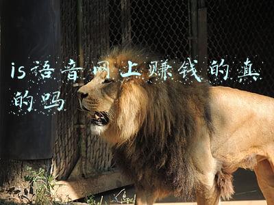 is语音网上赚钱的真的吗