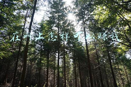 在网上怎样注册公司(「网上注册公司的流程需掌握」注册公司流程和费用)