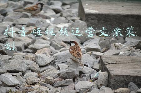 抖音短视频运营文案策划