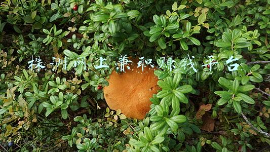 株洲网上兼职赚钱平台