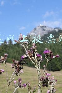 怎么在网上投票赚钱的
