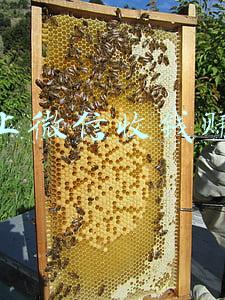 网上微信收钱赚钱