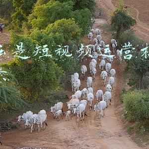 金融市场的构成要素(2022年中级银行从业《银行管理》每日一练)