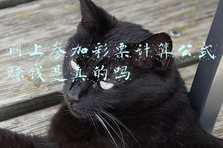 利用彩票计划公式赚钱是真的吗(「旁观」爱奇艺App现博彩网站广告 “导师”称一天能赚3000元)