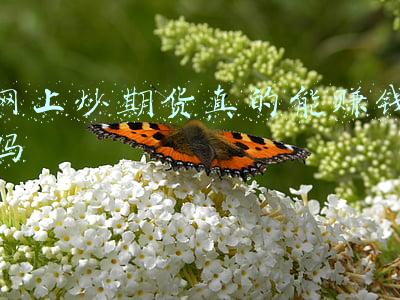 如何炒期货新手入门(新手，如何做好期货交易)