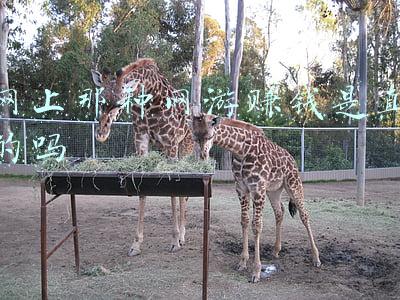 网络上玩游戏赚钱是真的吗(免费玩App能赚大钱 是馅饼还是陷阱？)