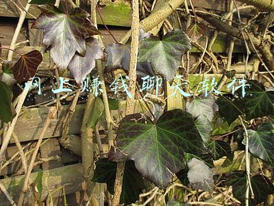 网上赚钱聊天软件