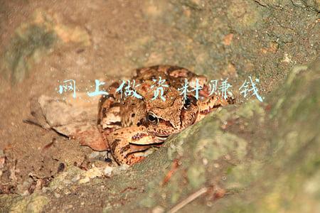 网上做资料赚钱