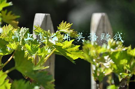 网上怎么用英语赚钱