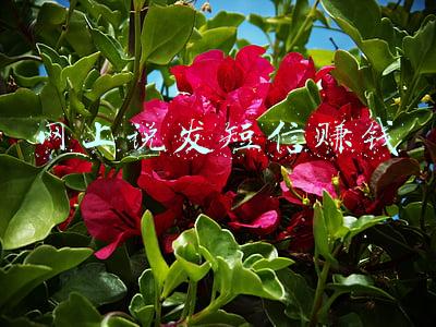 网上说发短信赚钱