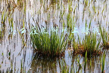 聊天赚花瓣的是什么软件(华为应用市场花瓣商城，好礼畅兑爽不停)