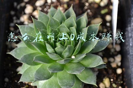 网上怎么赚钱最快0投资(解析微分销行业现状，0成本0佣金快速线上开店)