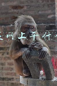 学生在网上干什么赚钱