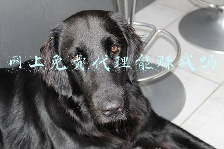 网上免费代理能赚钱吗