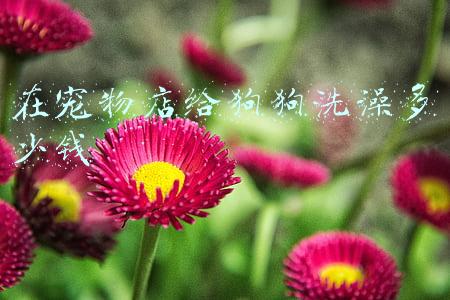 宠物店给狗洗澡要多少钱 去宠物店给狗洗澡要多少钱