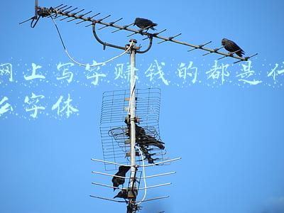 网上写字赚钱的都是什么字体