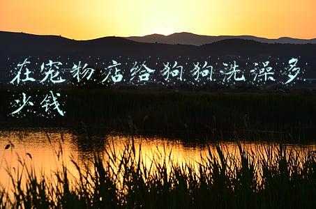 狗狗宠物店;狗狗宠物店回来不高兴