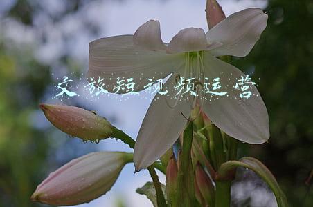 文旅短视频运营